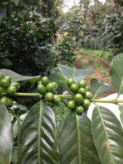 Guatemala: Santa Felisa Geisha