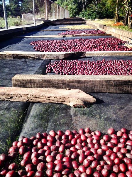 Guatemala: Santa Felisa Red Typica | Red Whale Coffee | Ethically