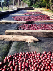 Guatemala: Santa Felisa Red Typica