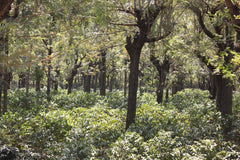 Guatemala: Santa Felisa Red Typica