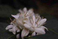 Guatemala: Santa Felisa Red Typica