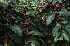 Guatemala: Santa Felisa Red Typica